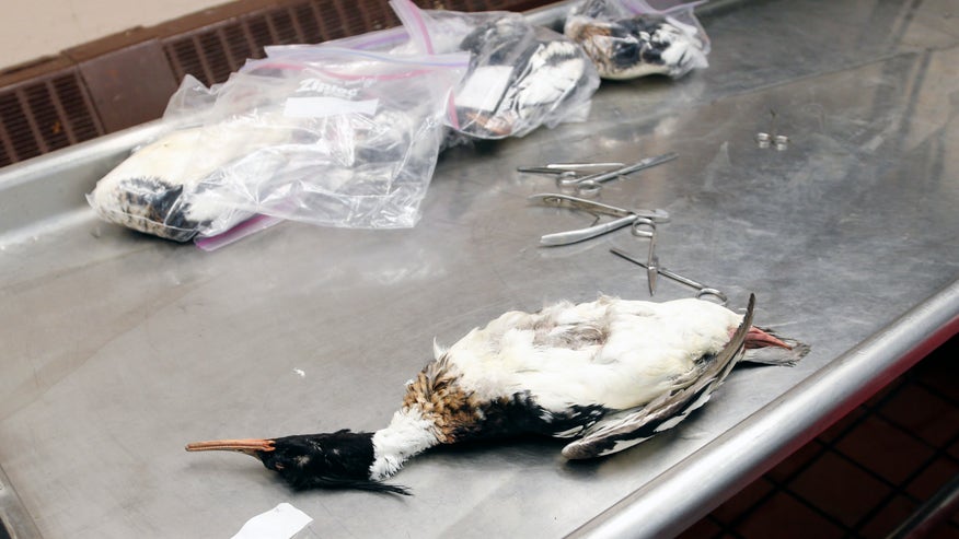Severe Winter Dead Ducks660.jpg